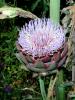 Cynara scolymus